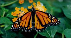 Monarch Butterfly - Male
