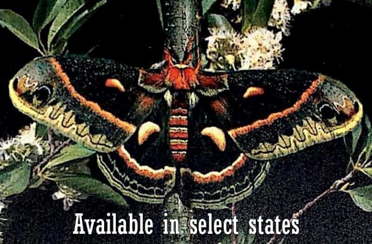 Cecropia Moth Cocoon