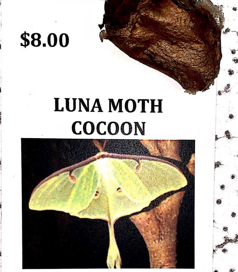 lunar moth chrysalis