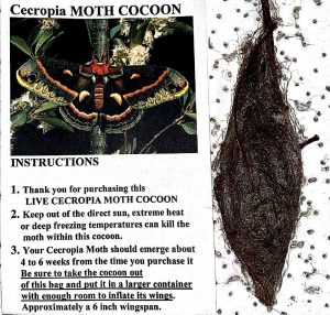 Cecropia Moth Cocoon