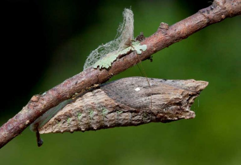 Tiger Swallowtail Chrysalis