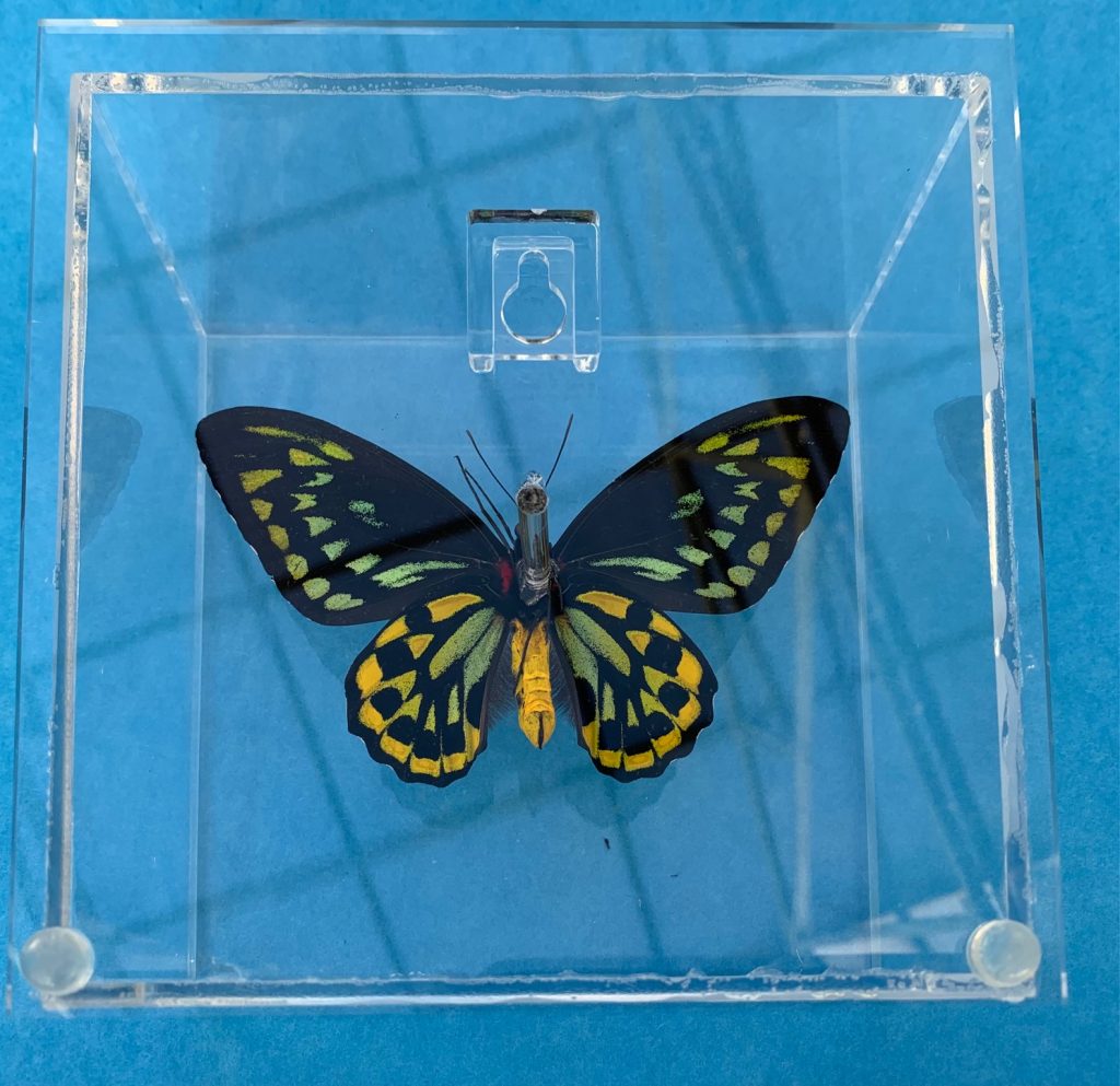 Cairns Birdwing Butterfly Frame