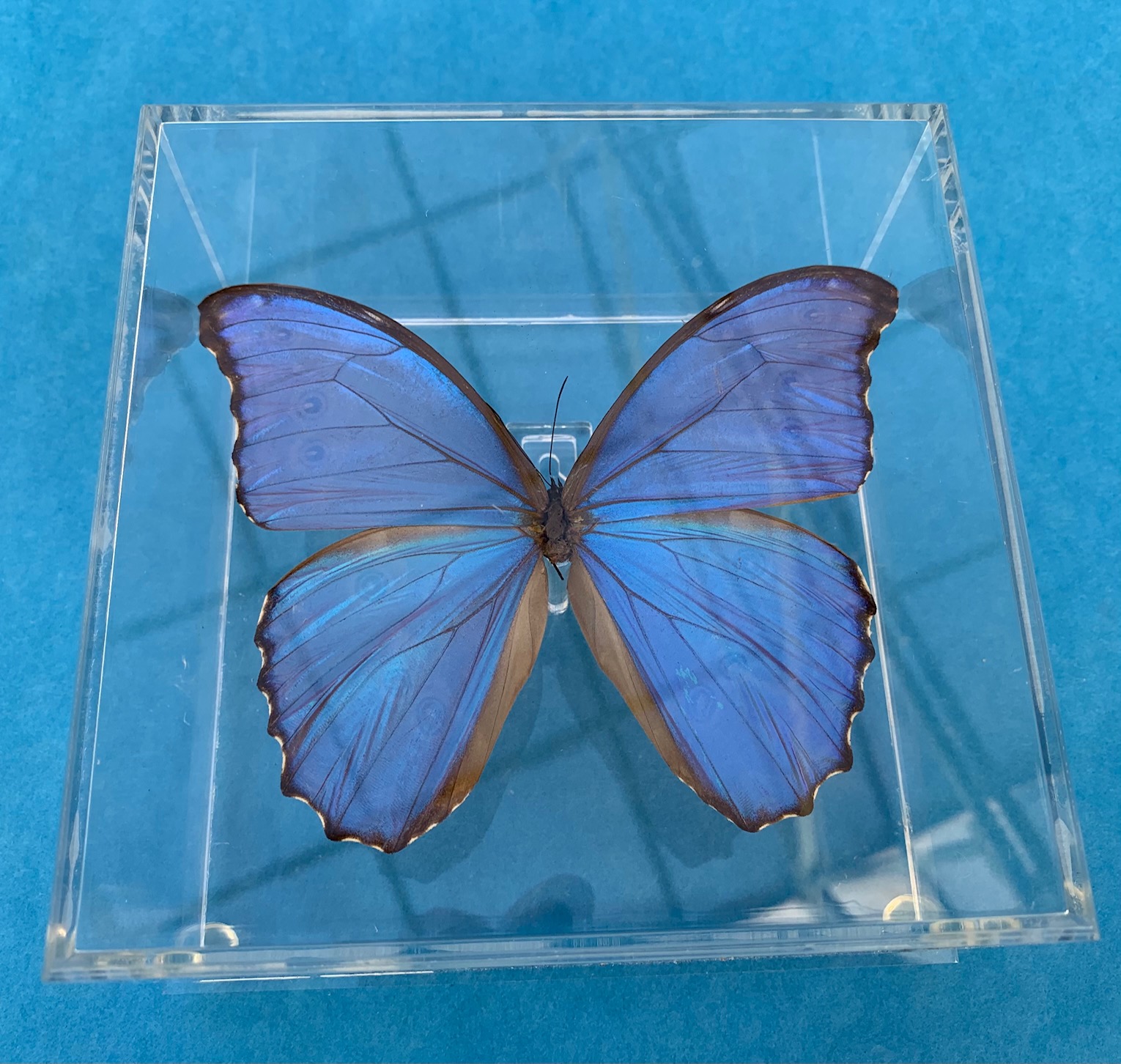 Butterfly: Blue Morpho didius Airtight Acrylic Frame (10 x 10 x  1.5)