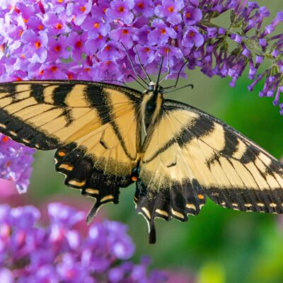 Tiger Swallowtail Chrysalis