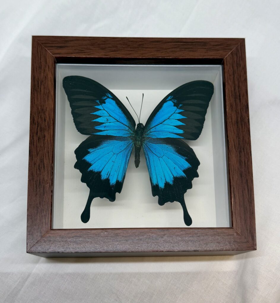 Butterfly Shadow Boxes