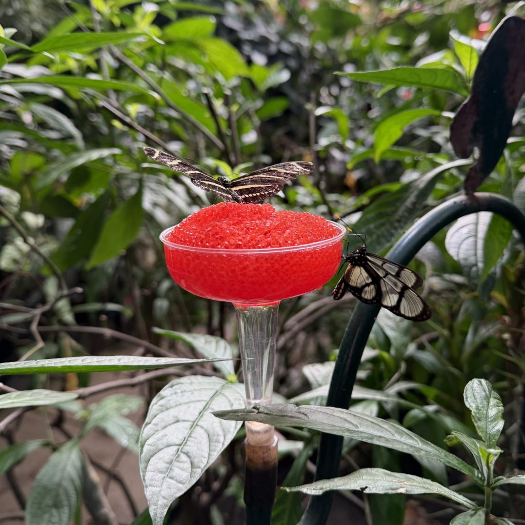 Butterfly Feeder