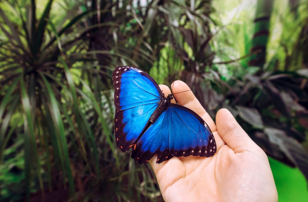 Butterfly Insider
