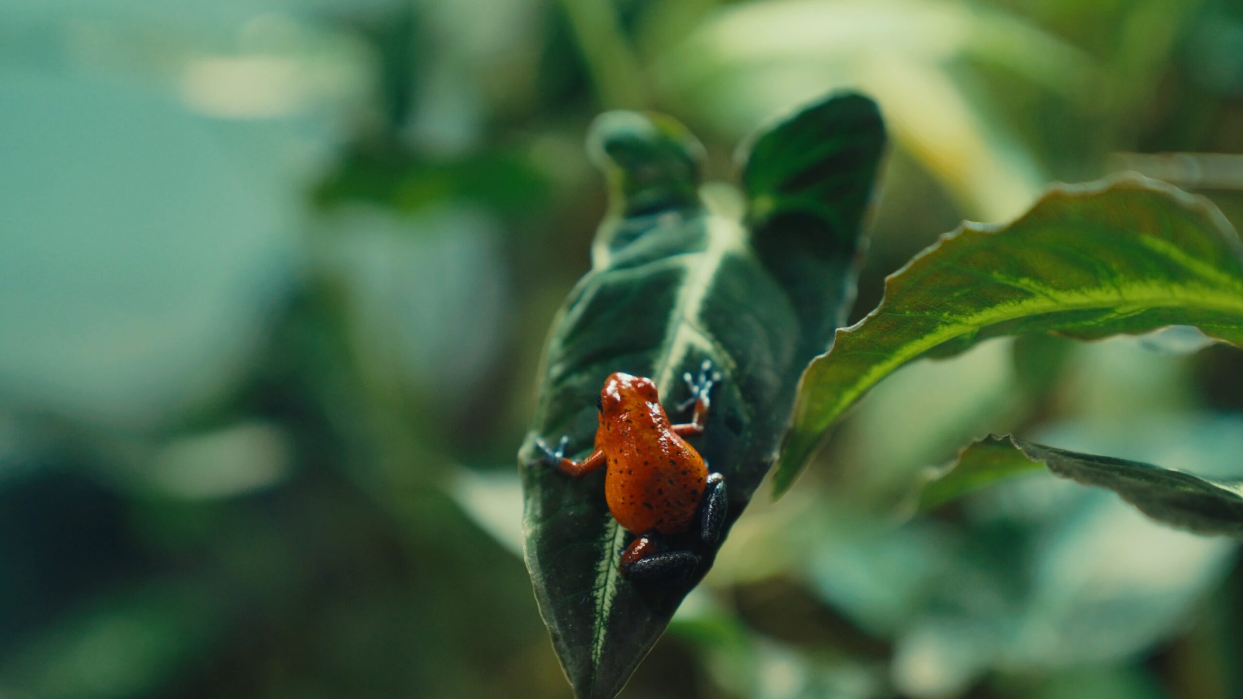 A strawberry poison dart frog climbs up a dark green leaf