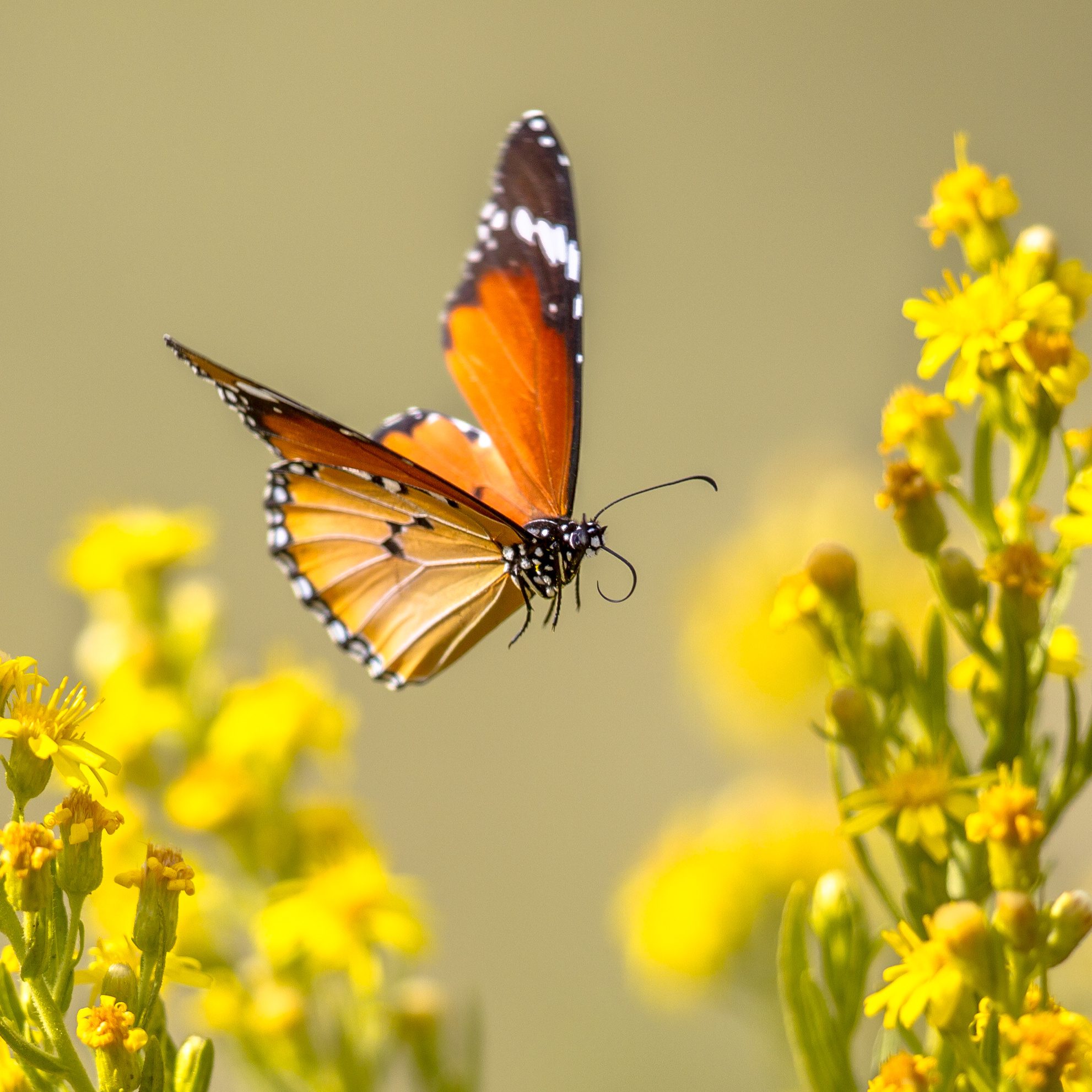 Frequent Flyer Pass - Image 1