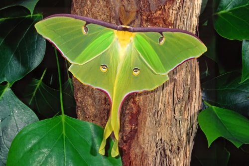 Luna Moth Cocoon