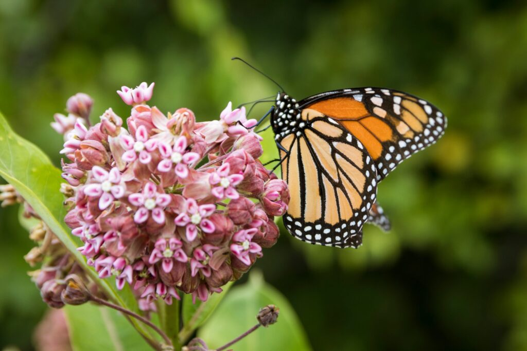 Milkweed Seed Packs