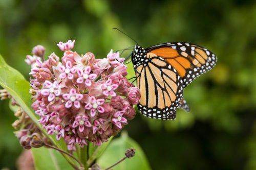 Milkweed Seed Packs