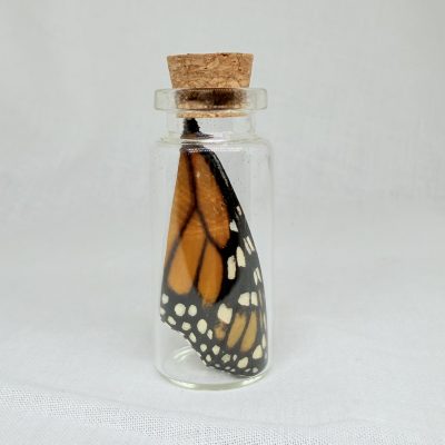 Butterfly Wing Vials