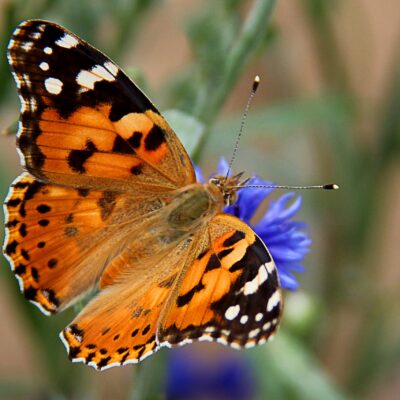 Painted Lady caterpillar cups