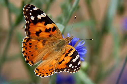 Painted Lady caterpillar cups