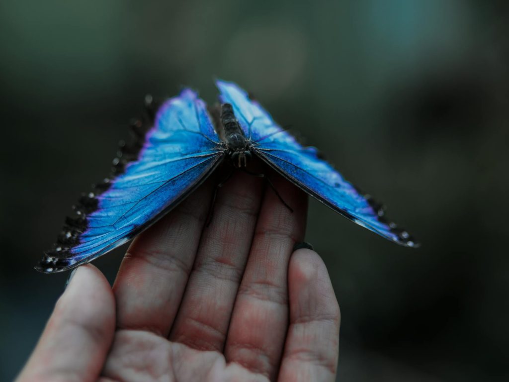 close up shot of a person holding a blue butterfly