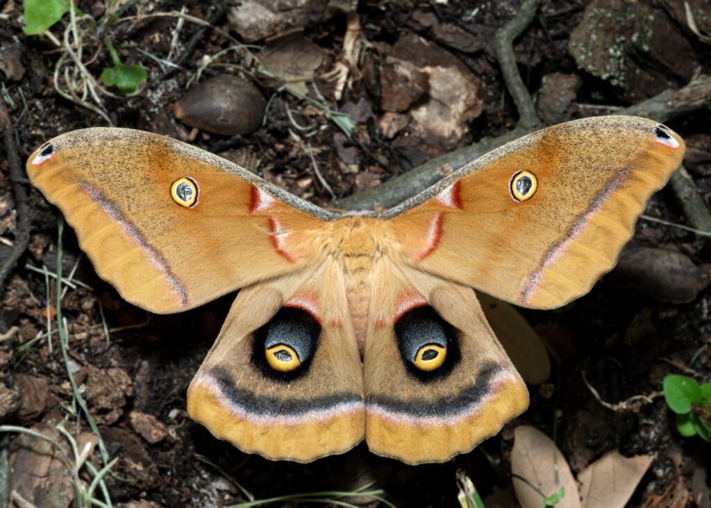 Polyphemus Moth Cocoon