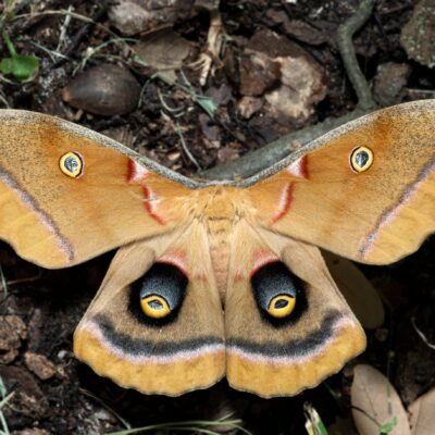 Live Animals & Plants