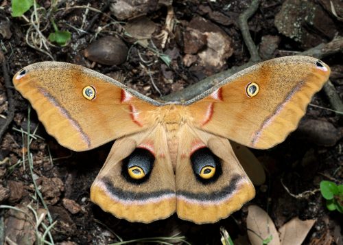 Polyphemus Moth Cocoon
