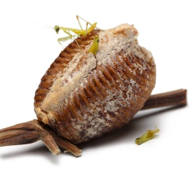 Praying Mantis Egg Case