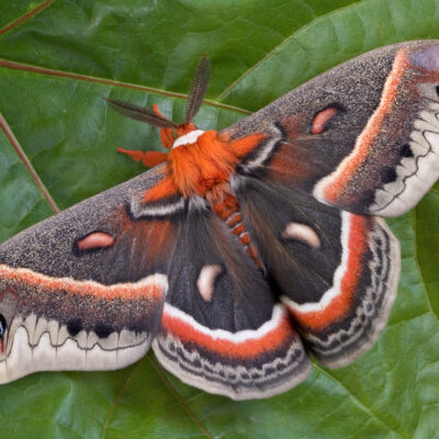 Cecropia Moth Cocoon
