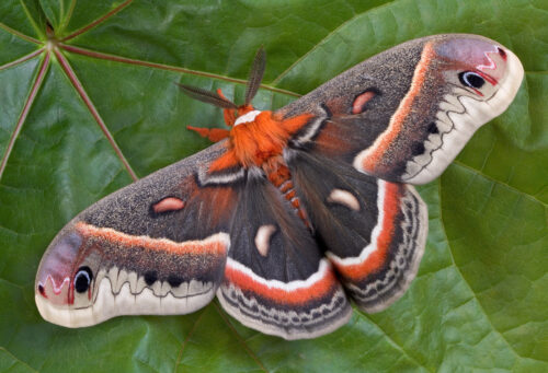Cecropia Moth Cocoon
